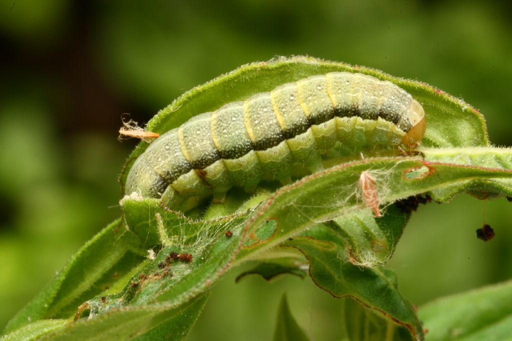 Bruco di... Orthosia gracilis (Noctuidae)